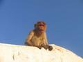 Hampi - Monkey at Hanuman Temple