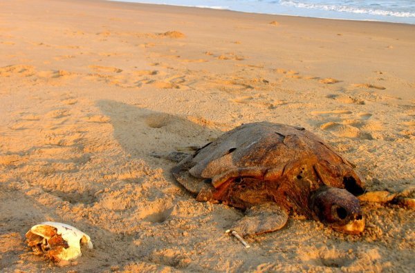 Beach Dead Turtle