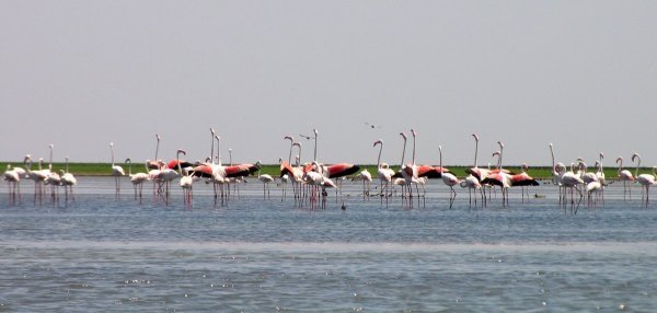 Chilka Lake Flamingos