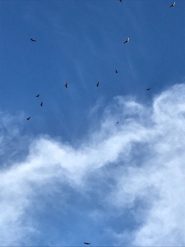 Buzzards flying overhead, campground