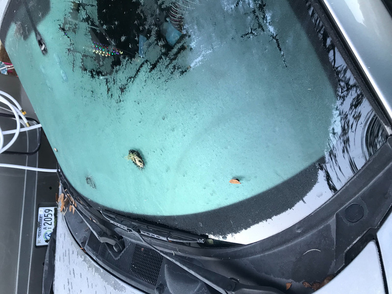 Frost on Sandie Burns car
