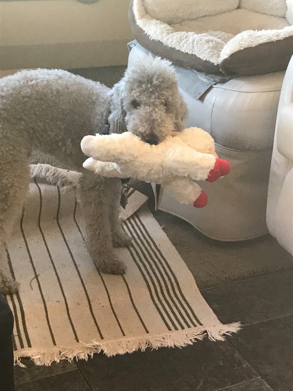 Maureen brought Winston a new toy