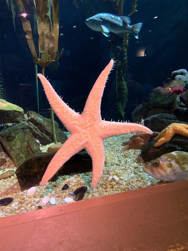 about a 10 inch starfish 