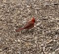 my cardinal visitor