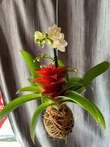 Orchid/bromeliad kokedama