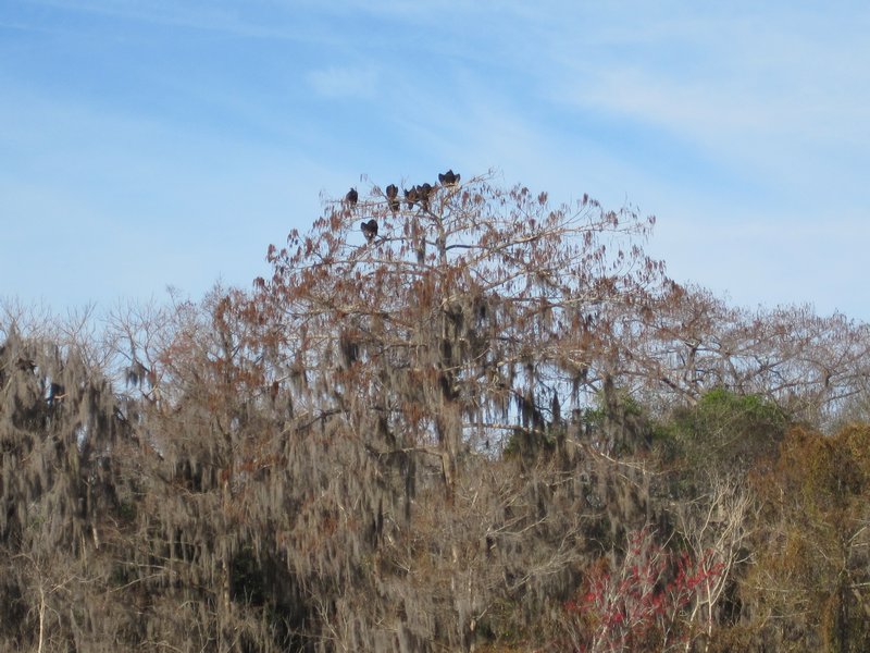 Black and Turkey Vultures.