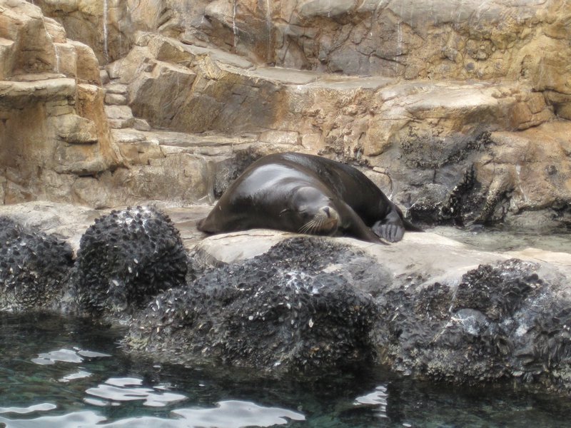 slumbering sea lion