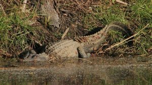 Peace River Alligator