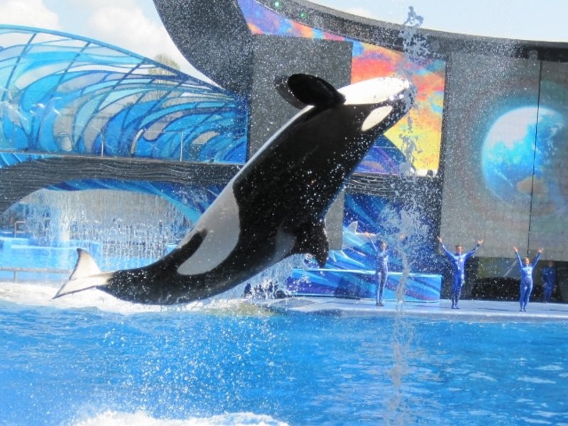 Lots of Orca pics from Seaworld