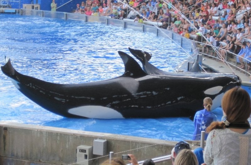 The one in the back is Tilikum