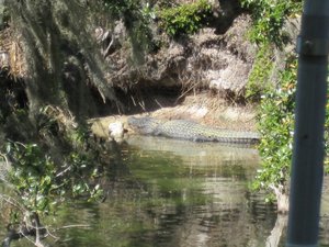 Alligator at Blue Spring