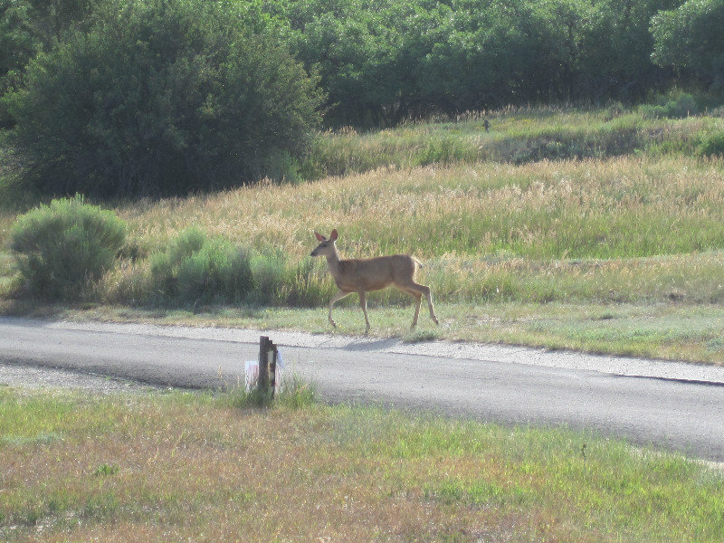 Morning deer visitor