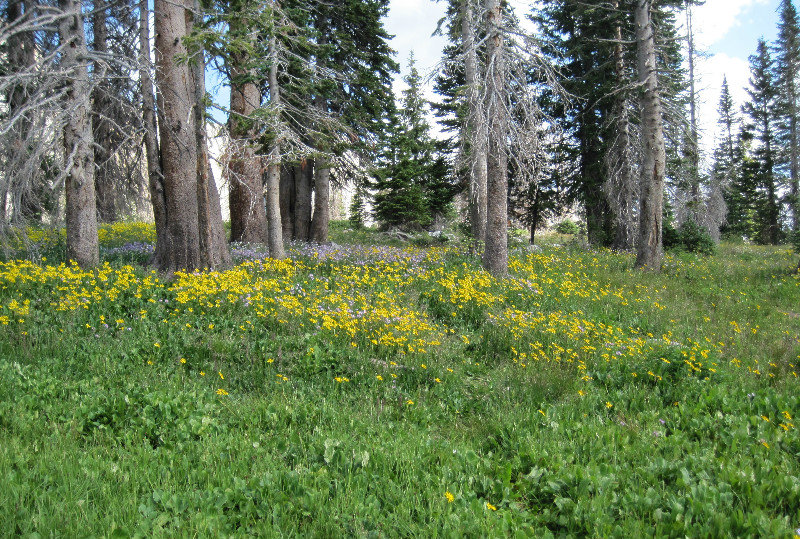 Just look at those wildflowers; Spring at Medicine Bow
