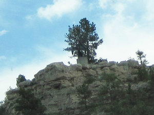 Look carefully for Cowboy in the tree