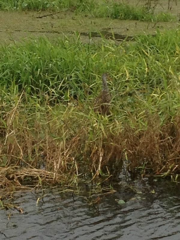  There really is a limpkin in there