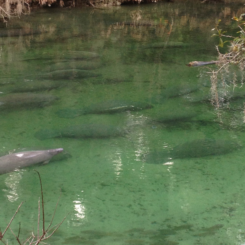 This day there were over 300 manatees in the spring run