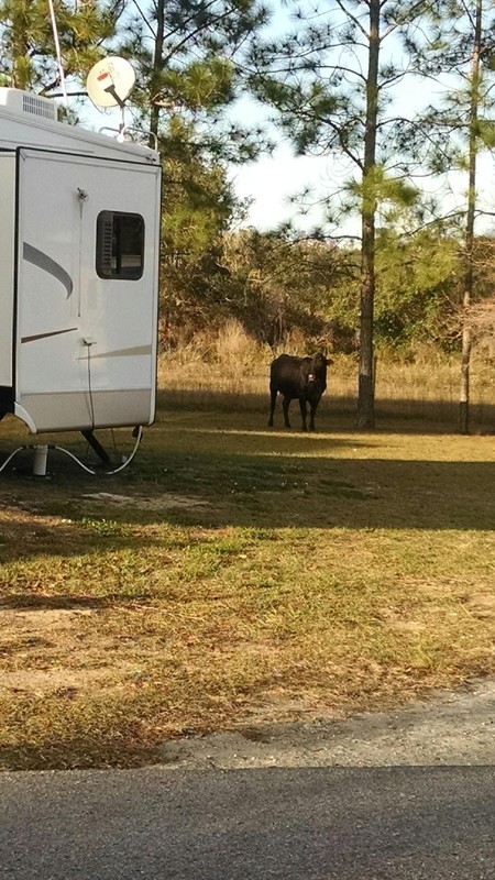 Cow in the campground