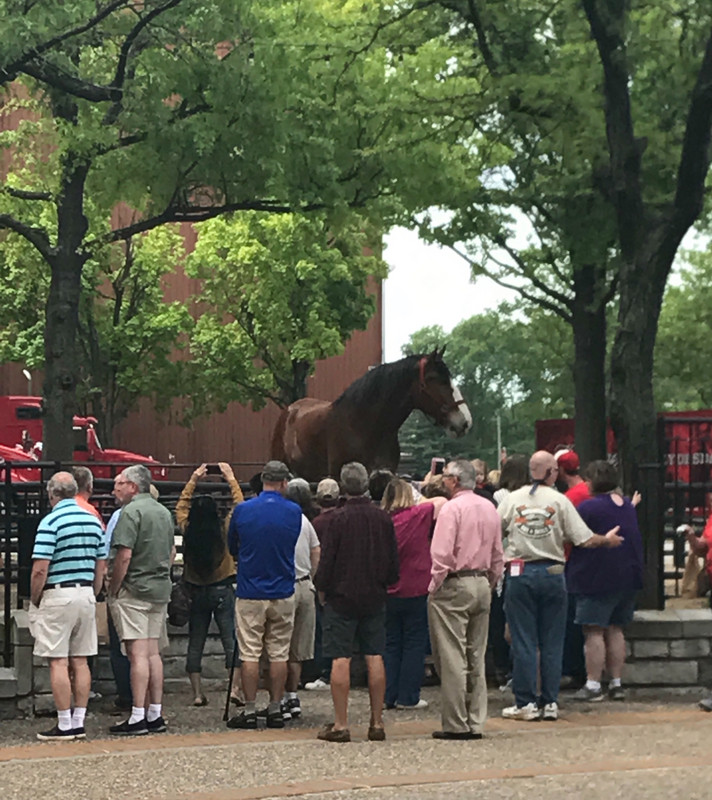 Clydesdale greeting a group of tourists