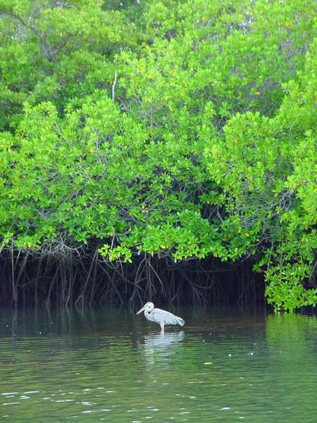 Mangrove Pelican