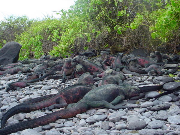 50 Marine Iguanas