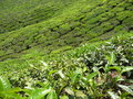 Munnar-feuilles de thé
