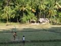 Le criquet aux Andaman