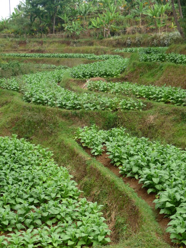 Lombok-plantation de tabac