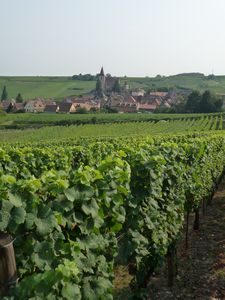 Alsace, vignoble et village