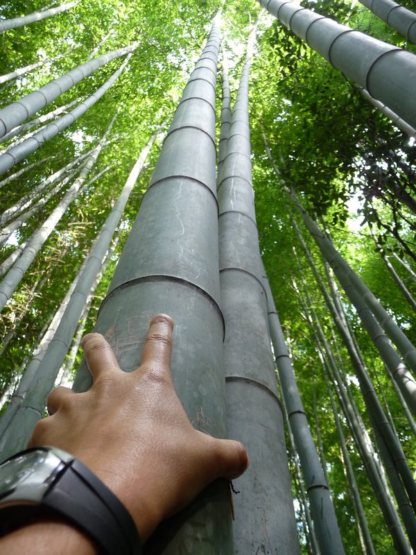 Kyoto-bambou