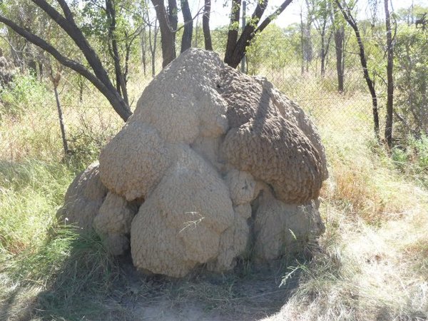 Giant termite hill