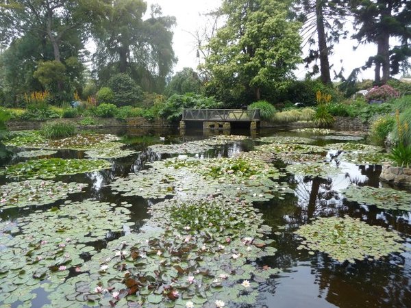 Lily pond (2)