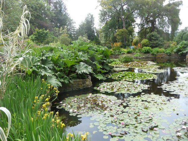 Lily pond (3)