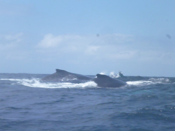 Whales near Puerto Lopez