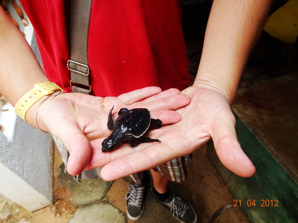 Hatchling from turtle project