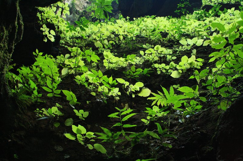 Plants in Cave