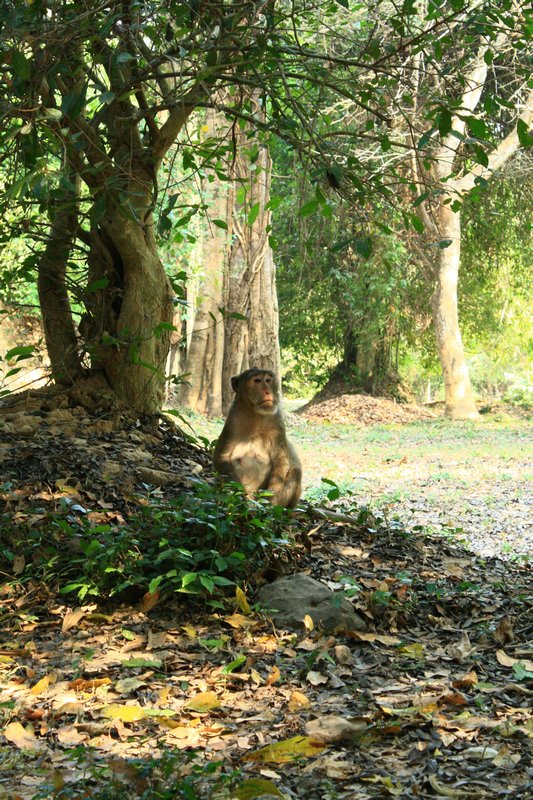 Angkor Monkey