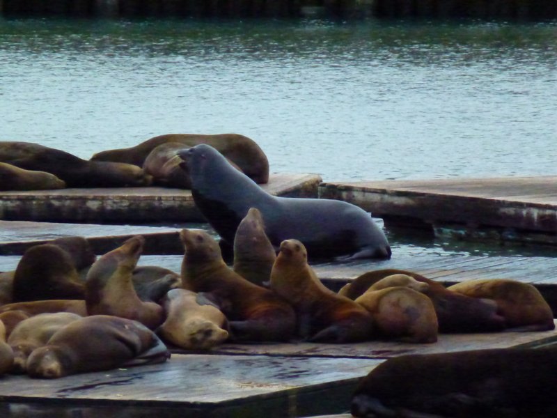 The Sea Lions - 22 years strong!