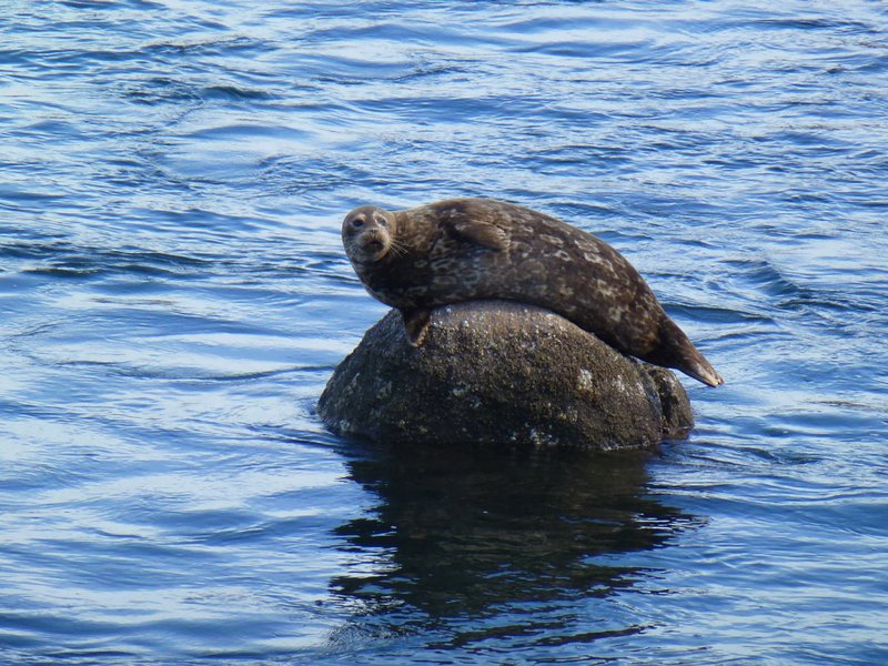 Sea Lion at Monterey