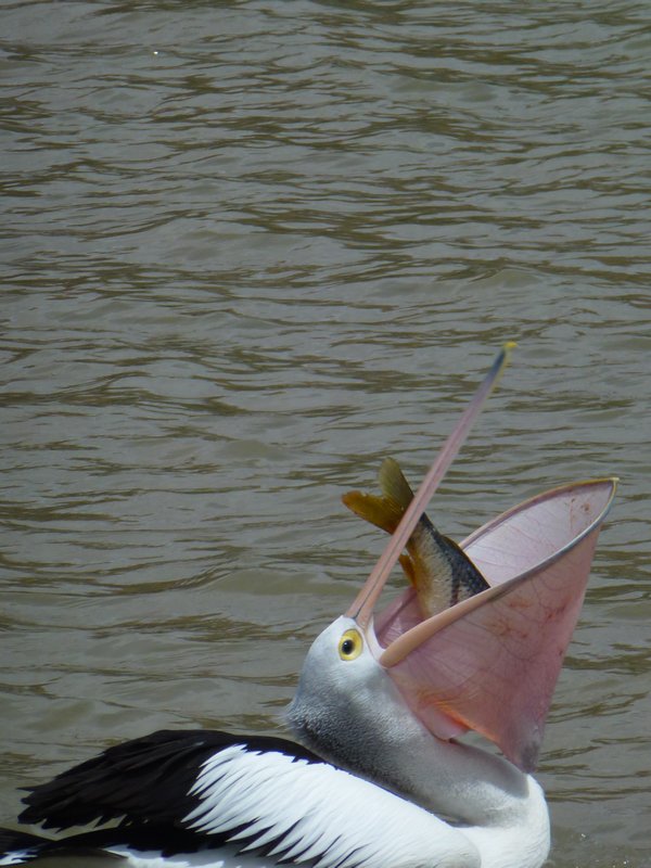 The Pelican eats the carp
