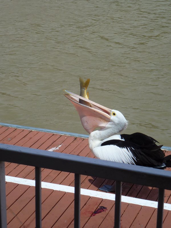 The Pelican takes the carp