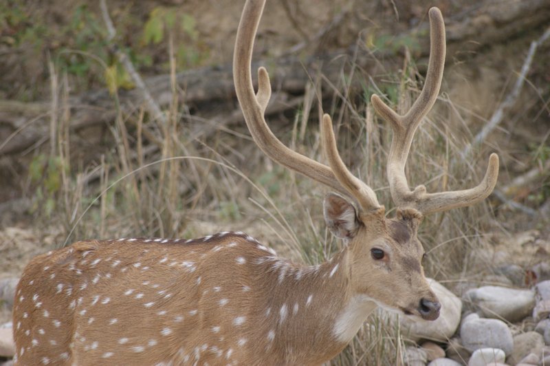 Og ein spotted deer : ) 