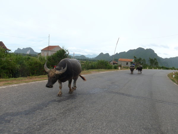 Buffalos on the Ho Chi Minh Highway