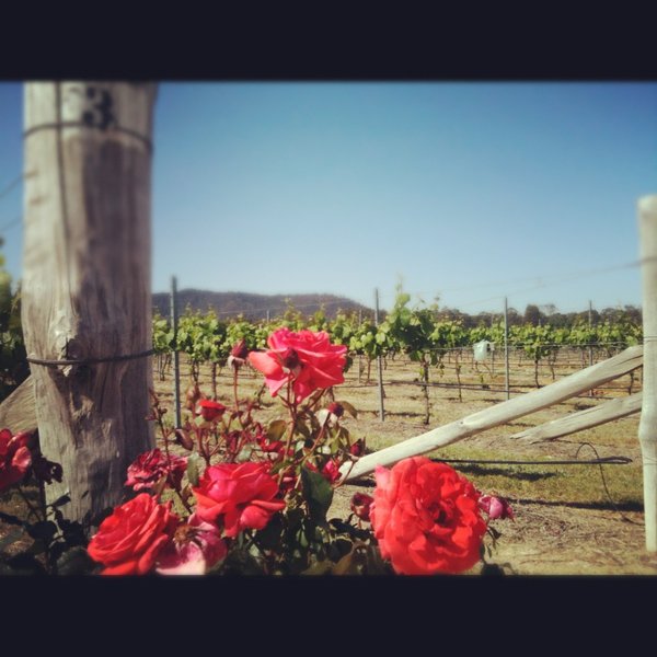 Roses and vines