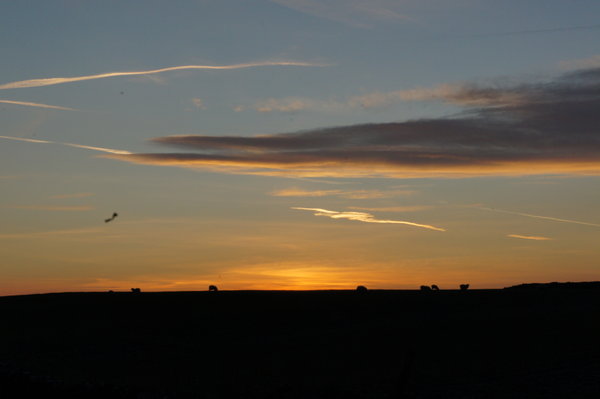 Sheep and Sunset