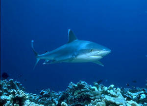 Silver-tip reef shark