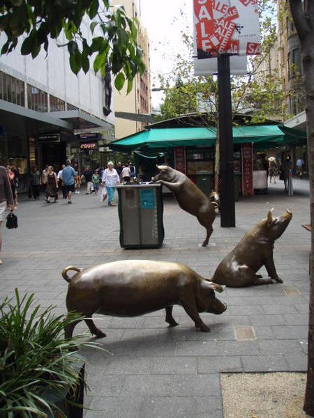 Adelaide pigs