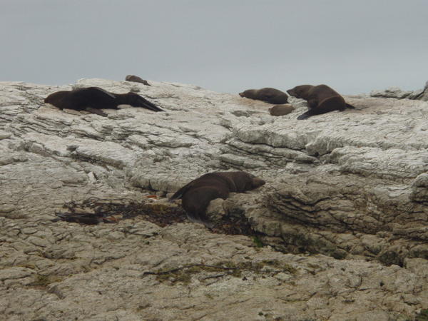 Super furry seals