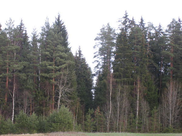 Conifer Forest at Abja-Paluoja