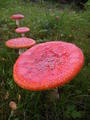 Fairytale Mushrooms