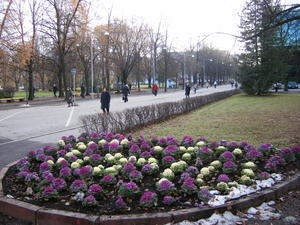 Winter Colour, Tartu